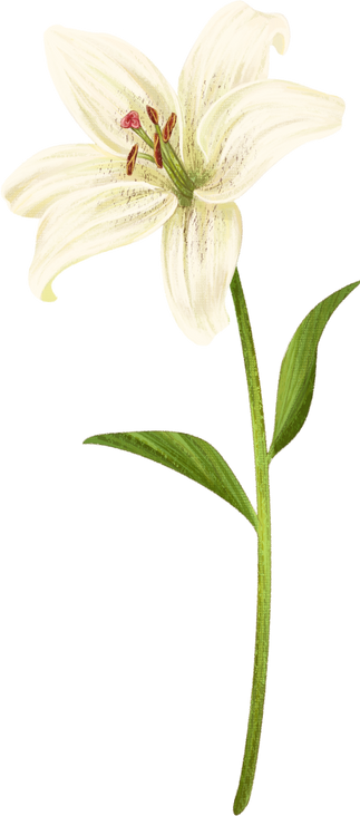 White Lily Flower